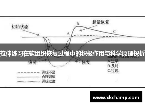 拉伸练习在软组织恢复过程中的积极作用与科学原理探析